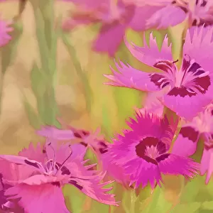 Painting Of Pink Flowers In A Garden; Alberta, Canada