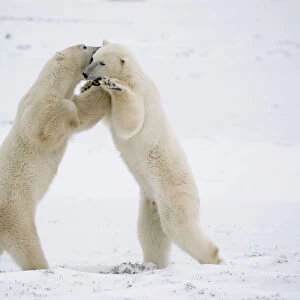 Polar Bears On Hind Feet Play Fighting At Churchill, Manitoba, Canada