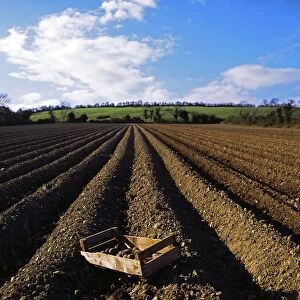 Potato Field, Ireland