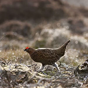 Red Grouse (Lagopus Lagopus Scotica) Walking On The Ground; Yorkshire Dales England