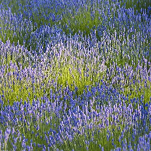 Rows of lavender plants in a field in the cowichan valley; Vancouver island british columbia canada