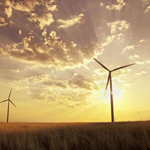 Wind Turbines In Barley Field At Sunset, Near St. Leon, Manitoba