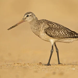 Bar-tailed Godwit (Limosa lapponica), New South Wales, Australia