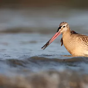 Bar-tailed Godwit (Limosa lapponica), Schleswig-Holstein, Germany