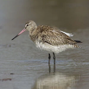 Bar-tailed Godwit (Limosa lapponica) foraging, Gambia