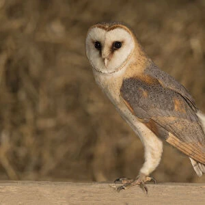 Barn Owl (Tyto alba) male standing in a barn with straw in the background, The Netherlands