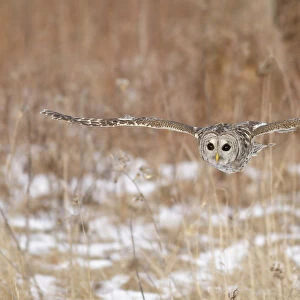 Barred Owl (Strix varia) flying, Ontario, Canada