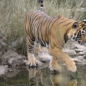 Bengal Tiger (Panthera tigris tigris) crossing water by walking over stones, India