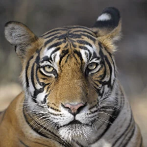 Bengal Tiger (Panthera tigris tigris) portrait, India, Rajasthan, Sawai Madhopur