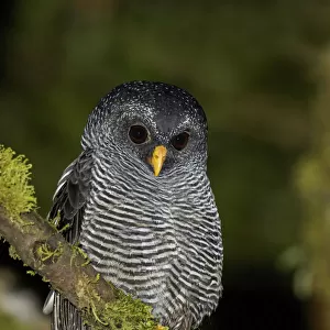 Black-banded Owl (Strix huhula), Ecuador