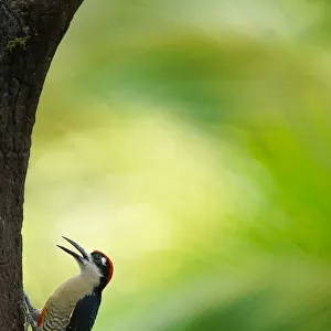 Black-cheeked Woodpecker (Melanerpes pucherani) male perched on a tree, Alajuela