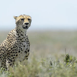 Cheetah (Acinonyx jubatus) adult sitting on savanna, on the lookout for prey