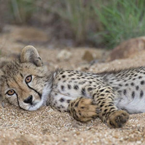 Cheetah (Acinonyx jubatus) cub resting in a small riverbed, South Africa, Mpumalanga