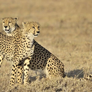 Two cheetahs sitting in grassland, Tanzania, Ndutu, Ngorongoro Conservation Area