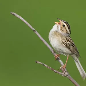Clay-colored Sparrow (Spizella pallida) singing, Minnesota, USA