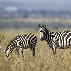 Common Zebra (Equus quagga), boehmi sub-species, Kenya, Nairobi National Park