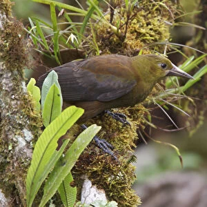 Crested Oropendola (Psarocolius decumanus), Ecuador