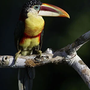 Curl-crested Aracari (Pteroglossus beauharnaesii) perched on a branch, Brazil