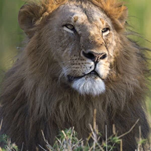 dominant Lion (Panthera leo) male looking very proud, Kenya, Narok County