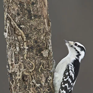 Downy Woodpecker (Dryobates pubescens) female, Ontario, Canada