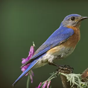 Eastern Bluebird (Sialia sialis) male, Ontario, Canada