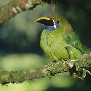 Emerald Toucanet (Aulacorhynchus prasinus), Monteverde Cloud Forest Reserve, Costa Rica