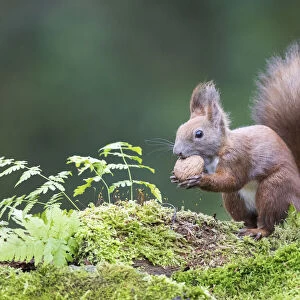 Eurasian Red Squirrel (Sciurus vulgaris) testing a walnut on a mossy forest floor, Upper Austria, Austria