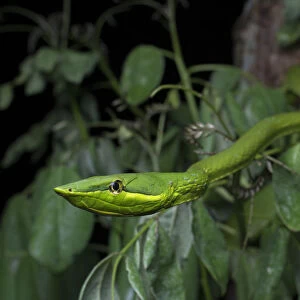 Green Vine Snake (Oxybelis fulgidus) on vegetation, Utila, Honduras