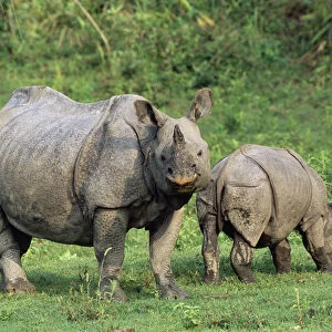 Indian rhinoceros (Rhinoceros unicornis), mother with calf, India, Assam
