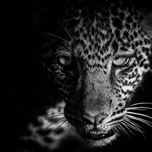 Leopard (Panthera pardus) cub portrait in close up, Maasai Mara National Reserve, Rift Valley Province, Kenya