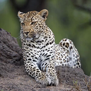 Leopard (Panthera pardus) lying on an anthill, Sabi Sands Game Reserve, Mpumalanga