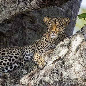 Leopard (Panthera pardus) male resting in a Baobab tree, Kruger National Park, Mpumalanga