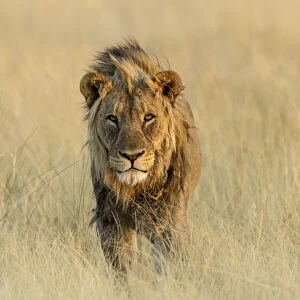 Lion (Panthera leo) standing in the grass, Namibia