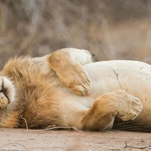 Male Lion (Panthera leo) rolling on its back, Zimbabwe, Mashonaland West