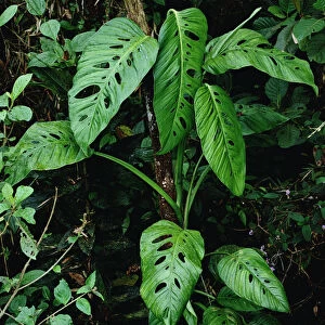 Monstera (Monstera sp) vine growing at base of tree in rainforest, Panama