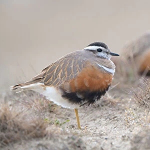 A pair of Eurasian Dotterels (Charadrius morinellus) standing in the dunes