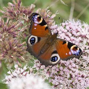 Peacock Butterfly (Inachis io) feeding on nectar from Hemp Agrimony