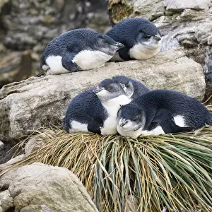 Rockhopper Penguin (Eudyptes chrysocome) chicks resting on tussock grass nest, Falkland