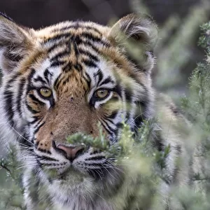 Tiger (Panthera tigris) adult portrait in close up, Free State, South Africa