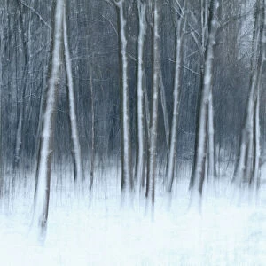 Winter landscape impression with snow-covered trees