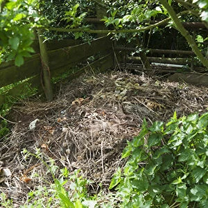 A compost heap made with wooden planks and posts in a wild area with nettles growing