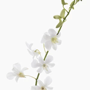 dendrobium living dreams white, orchid