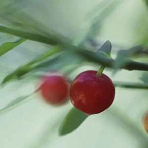 vaccinium parvifolium, huckleberry, red huckleberry, red subject, green background