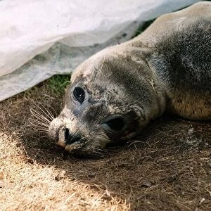 The appealing eyes of Peeps the baby seal rescued from a Norfolk beach circa 1989