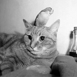 Birds Budgies January 1955 Tiger the tabby cat with Jimmy the Budgie sitting