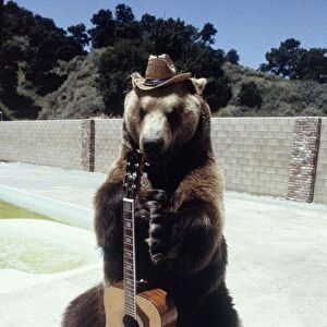 Hercules the bear strums a guitar cowboy style in Hollywood May 1983