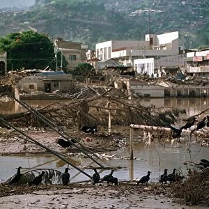 Honduras Weather Hurricane Mitch Nov 1998 vultures eating rotting flesh