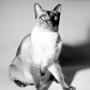 Kikki the siamese cat seen here after being lost and lived for thirty days without food