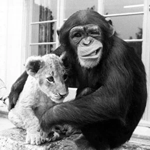 Mandy the Chimp cuddles Lion cub Sandie August 1984
