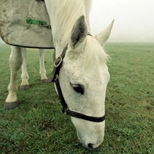 Retired racing legend Desert Orchid out in his field with his new filly
